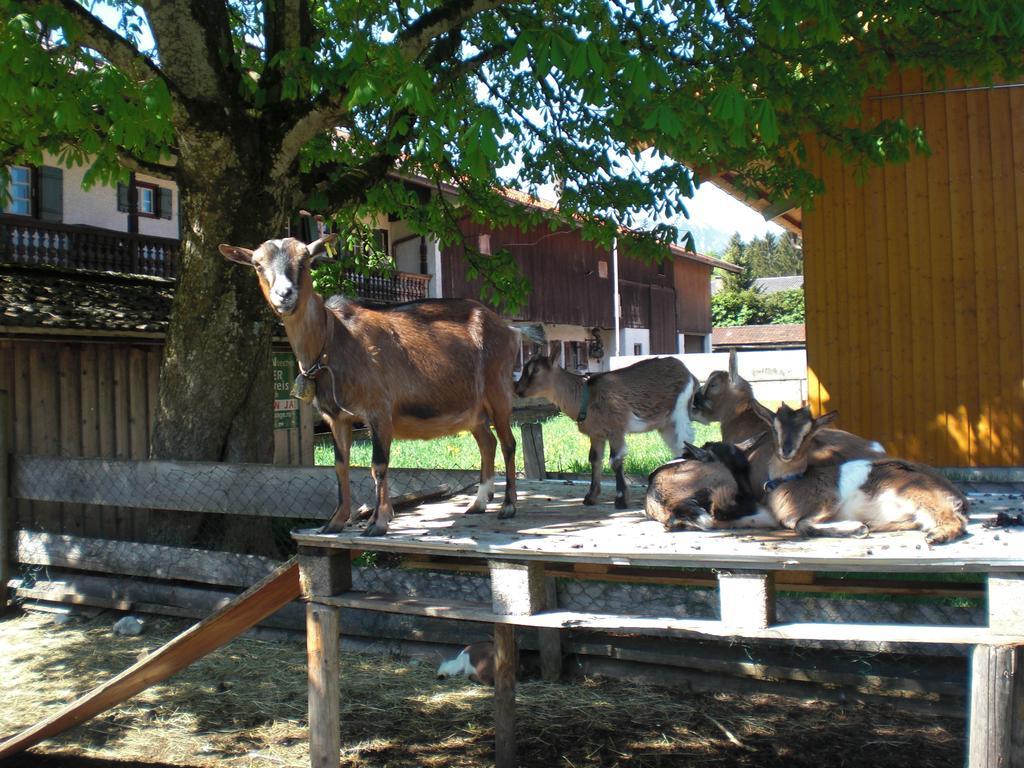 Familien-Bauernhof-Berghammer Rottach-Egern Quarto foto